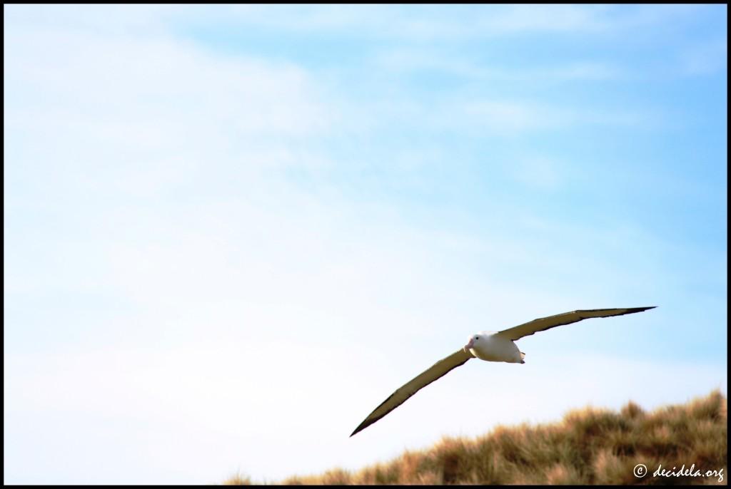 Albatros royaux - Otago