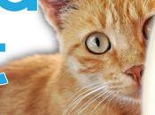 vidéos chats pour financer recherche contre cancer