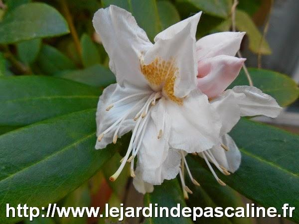 Bouture d'oeil de Rhododendron