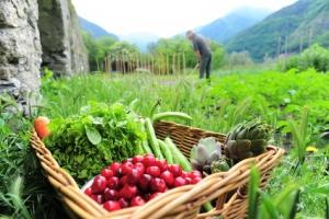 SANTÉ CARDIAQUE: Les nitrates des légumes verts pour éviter le caillot – FASEB Journal
