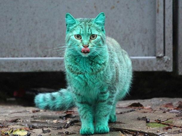 Le chat vert de Varna (Bulgarie)