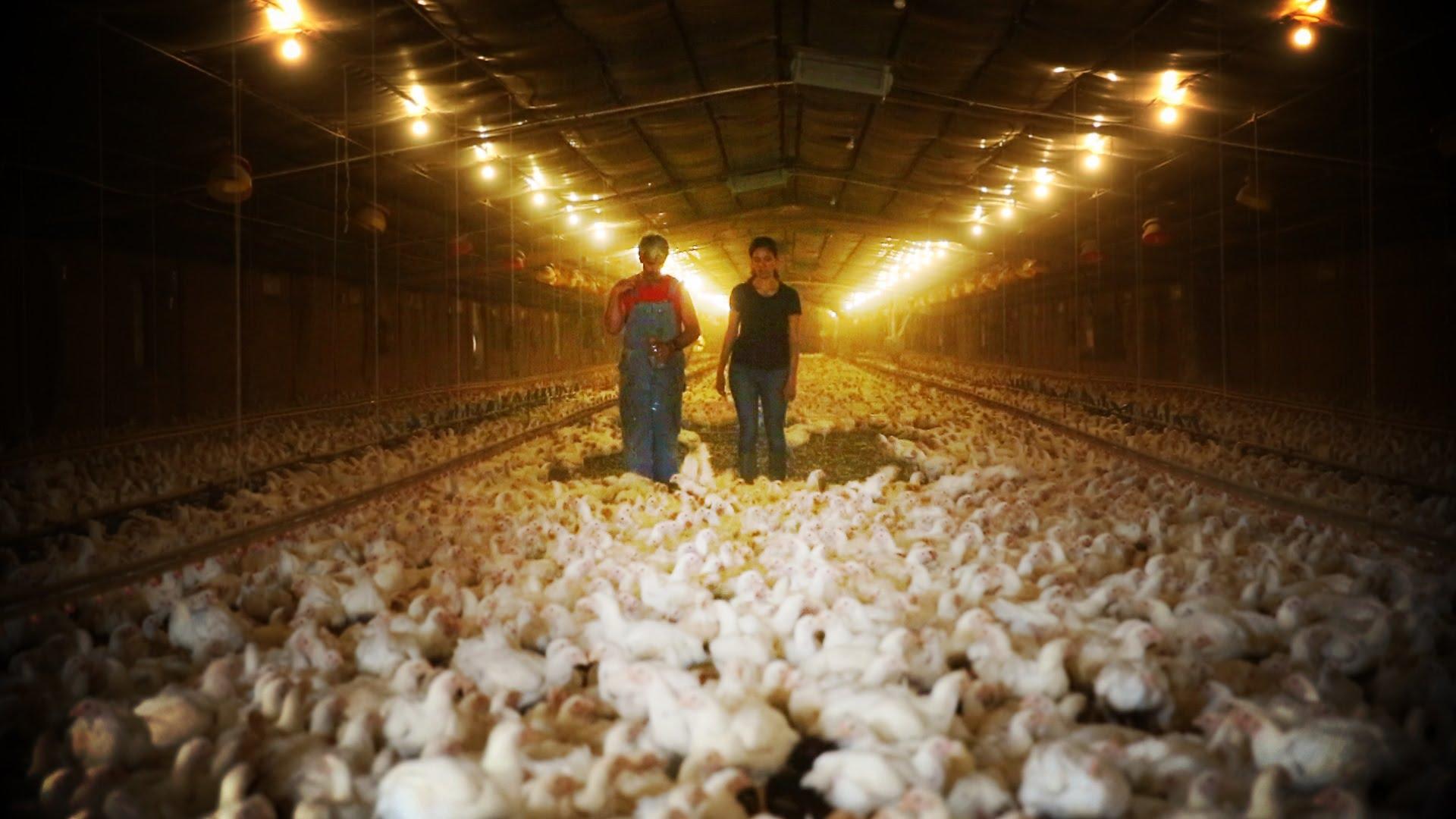 Un élevage intensif de poulets aux Etats-Unis