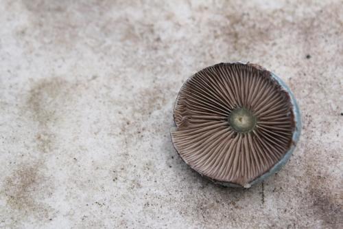 champignon veneux 6 déc 2014 008 (2).jpg