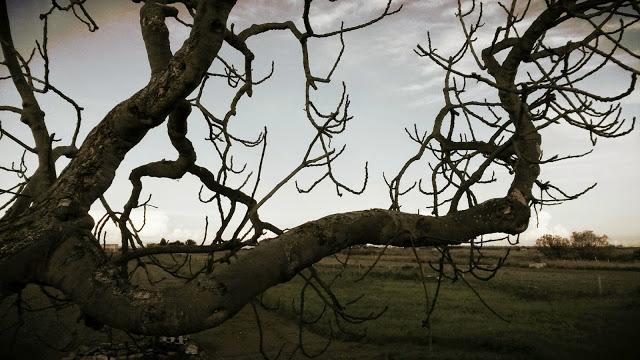 Via Francigena nel Sud,  étape 13. Et si on allait voir la mer?