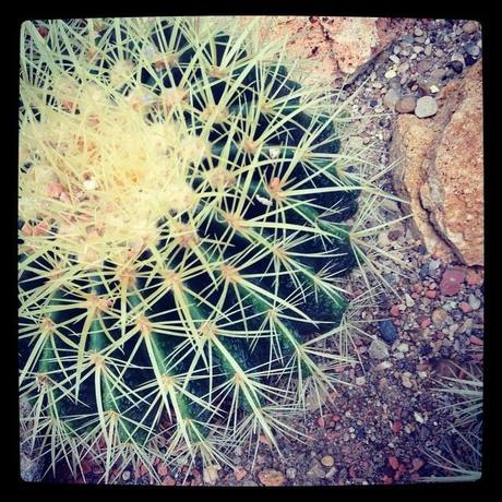 Cactus et froid qui piquent (7 décembre) 