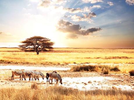 afric-animality-zebras-africa-animals-zebra-savanna-landscape-sun