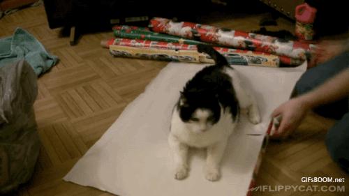 Comment emballer son chat pour Noël !