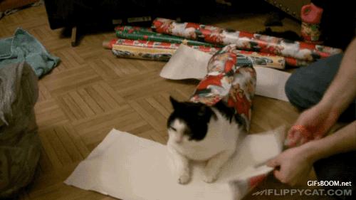 Comment emballer son chat pour Noël !