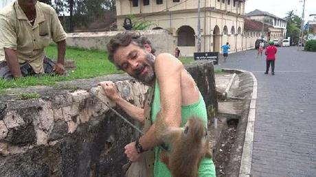 Galle - singe