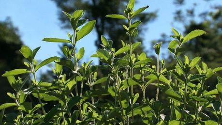 Plante de Stevia