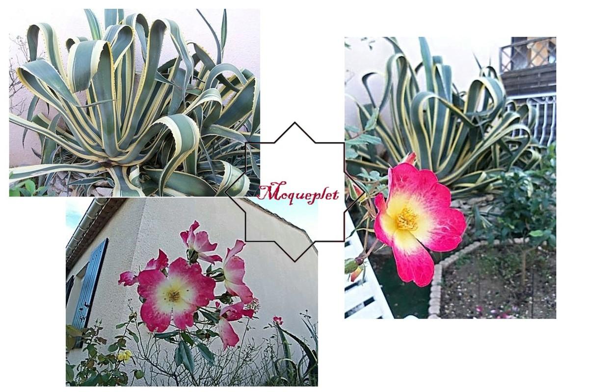 photos prises chez ma soeur