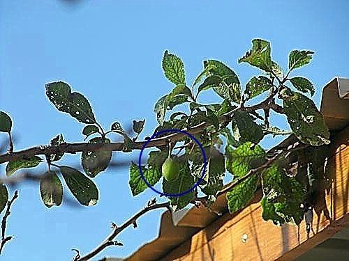 voilà quelques fruits qui se sont formés ces derniers jours....