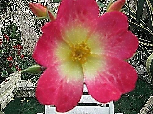 photos prises chez ma soeur