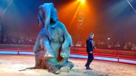 THEATRE: Le Cirque Pinder fête ses 160 ans !, émerveillement pour tous sous le chapiteau/a spectacular show for all ages