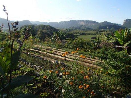 Cuba, le pays où l’agroécologie est vraiment appliquée Cuba, le pays où l’agroécologie est vraiment appliquée