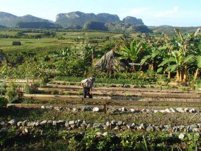 Cuba, le pays où l’agroécologie est vraiment appliquée Cuba, le pays où l’agroécologie est vraiment appliquée