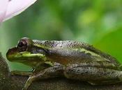 IMAGE JOUR: Hyla