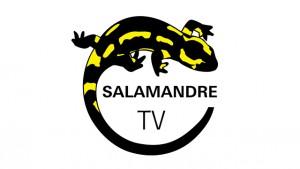 salamandre Tv