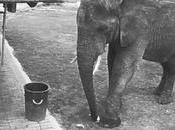 éléphant tous détritus qu’il trouve poubelle