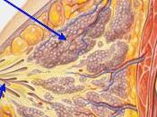 CANCERS SEIN biomarqueur épigénétique pour éviter chimiothérapies inutiles