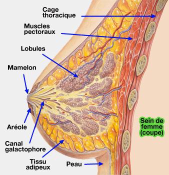 CANCERS DU SEIN Un biomarqueur épigénétique pour éviter des chimiothérapies inutiles