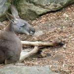 Où manger du kangourou à Sydney ?