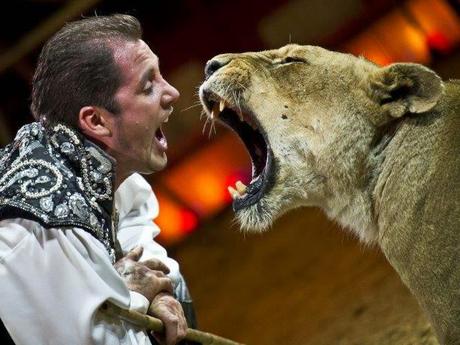 Le 25 décembre, le Cirque Krone ouvre sa saison d'hiver à Munich avec un tout nouveau programme.