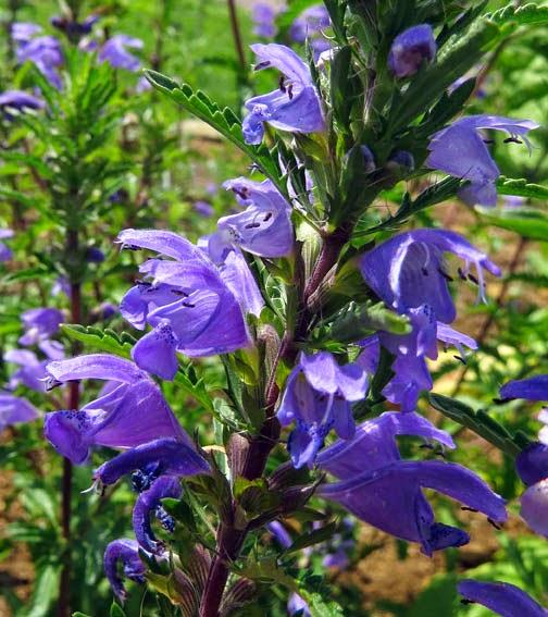 Mélisse de Moldavie