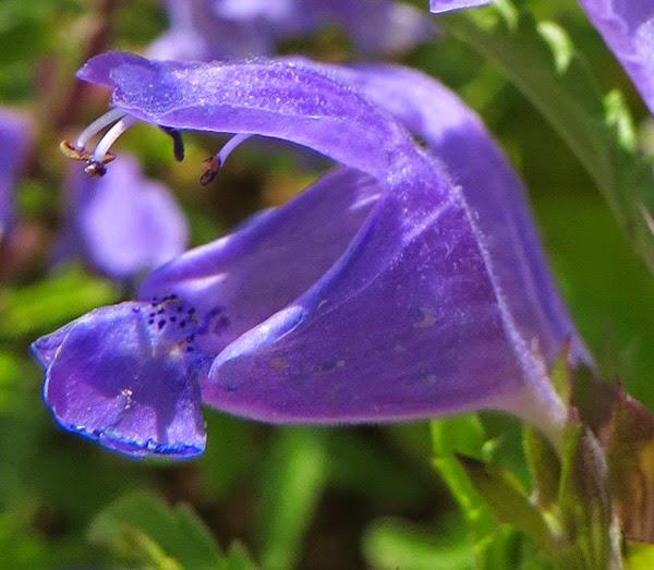 Mélisse de Moldavie