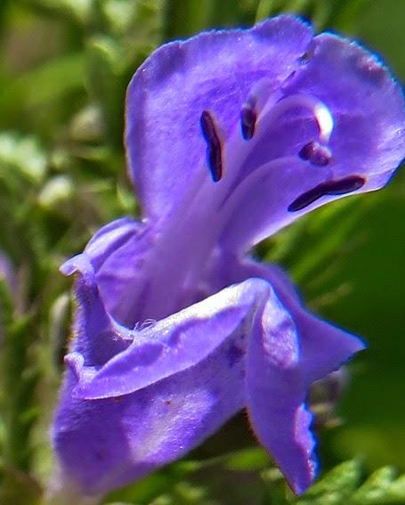 Mélisse de Moldavie