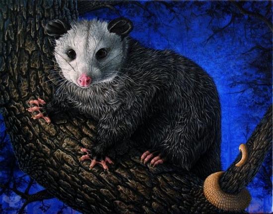 opossum