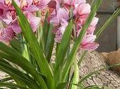 conseils d'entretien pour l'orchidée Cymbidium