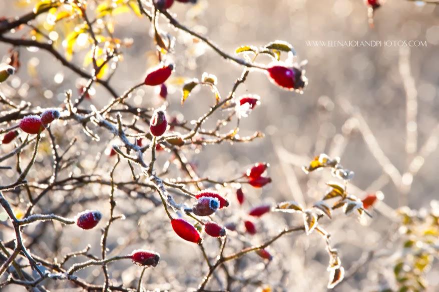 Hiver en Ariège. Lézat sur Leze.