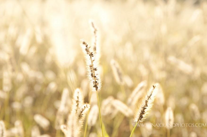 Hiver en Ariège. Lézat sur Leze.