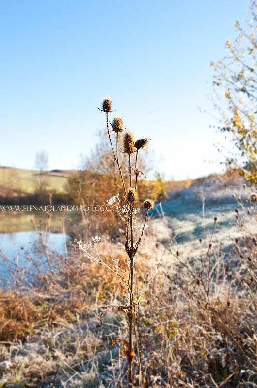 Hiver en Ariège. Lézat sur Leze.