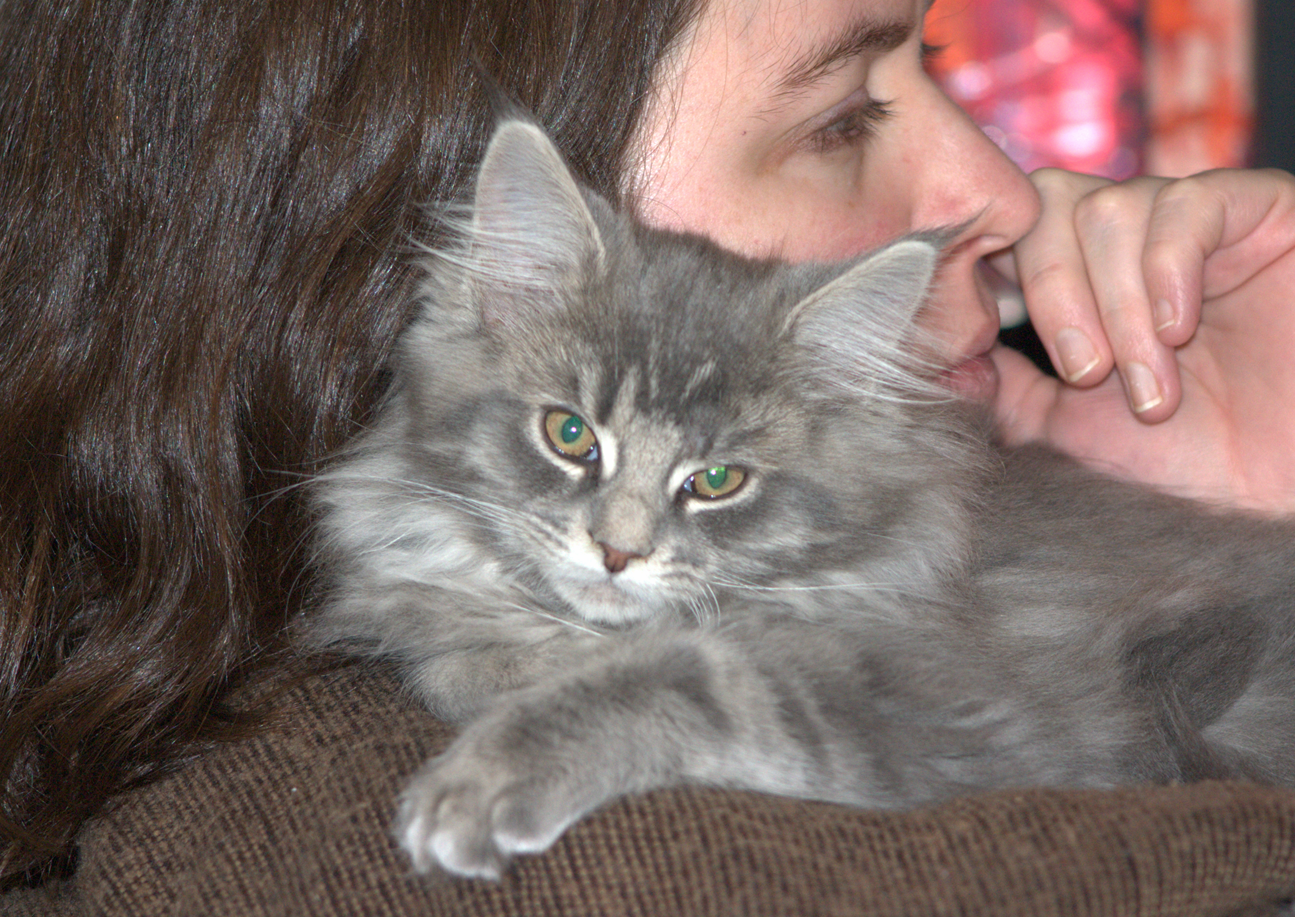 Tai Ping Hou Kui et fêtes de fin d'année