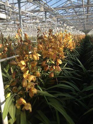 Des Orchidées Cymbidiums cultivées à Hyères