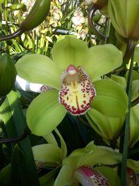 Des Orchidées Cymbidiums cultivées à Hyères