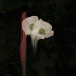 ART & CULTURE : Abstract Flowers