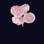 ART & CULTURE : Abstract Flowers