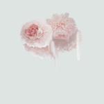 ART & CULTURE : Abstract Flowers