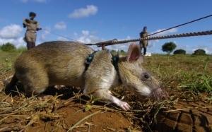 HERORAT