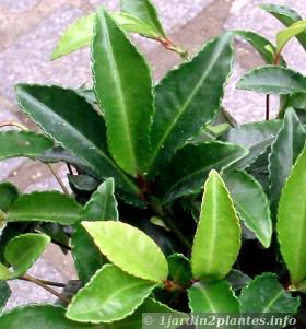 Arbuste d'intérieur ou de sous-bois aux baies décoratives en hiver: l'ardisia