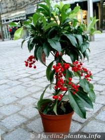 Arbuste d'intérieur ou de sous-bois aux baies décoratives en hiver: l'ardisia