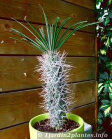 Le Palmier de Madagascar (Pachypodium): cactus à épines et feuilles
