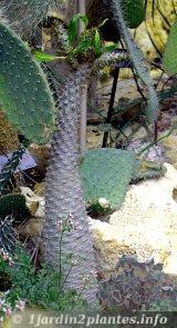 Le Palmier de Madagascar (Pachypodium): cactus à épines et feuilles