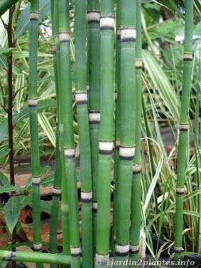 Une plante aquatique: la prêle