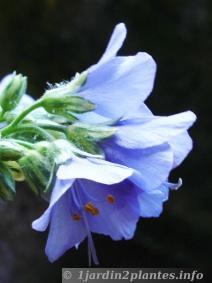 Une vivace haute...en couleurs pour vos bouquets
