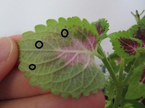 Une plante verte aux feuillages colorés: le coléus