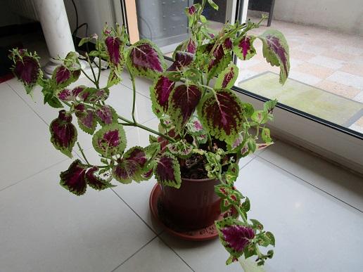 Une plante verte aux feuillages colorés: le coléus